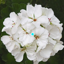 Load image into Gallery viewer, Giant Geranium Pre-Order