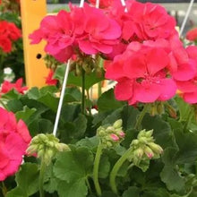 Load image into Gallery viewer, Giant Geranium Pre-Order