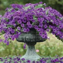 Load image into Gallery viewer, Wave Petunia Presale