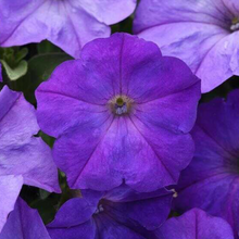 Load image into Gallery viewer, Wave Petunia Presale