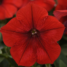 Load image into Gallery viewer, Wave Petunia Presale