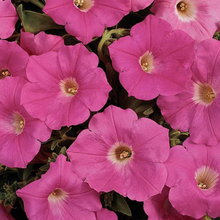Load image into Gallery viewer, Wave Petunia Presale