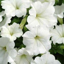 Load image into Gallery viewer, Wave Petunia Presale