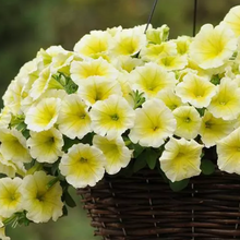 Load image into Gallery viewer, Wave Petunia Presale