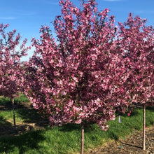 Load image into Gallery viewer, Royal Raindrops Crabapple 25 gal.