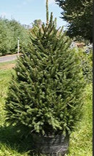 Load image into Gallery viewer, Norway Spruce 3 gal