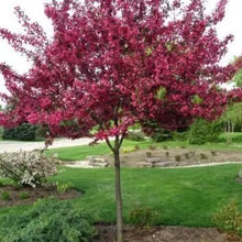Load image into Gallery viewer, Purple Prince Crabapple 25 gal