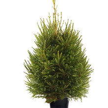 Load image into Gallery viewer, Norway Spruce 3 gal
