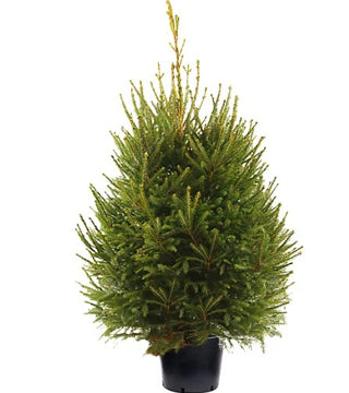 Norway Spruce 3 gal