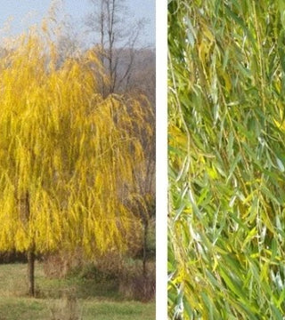 Golden Weeping Willow Salix 'Tristis' 10 gal