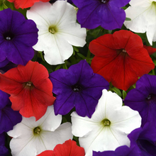 Load image into Gallery viewer, Wave Petunias