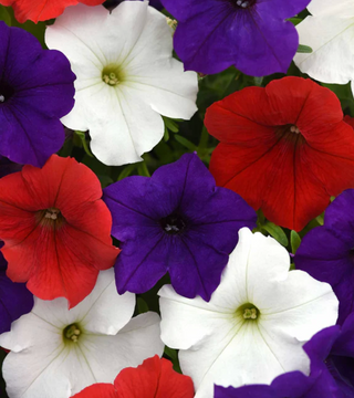 Wave Petunia Preorder