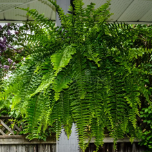 Load image into Gallery viewer, Classic Boston Fern Baskets