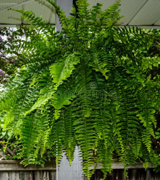 Classic Boston Fern Baskets