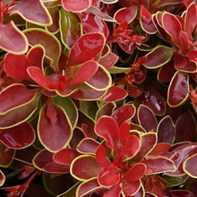 Load image into Gallery viewer, Admiration barberry