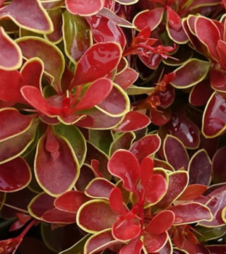 Admiration barberry