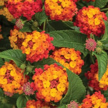 Load image into Gallery viewer, LANTANA Luscious Berry Blend Annual