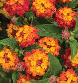 LANTANA Luscious Berry Blend Annual