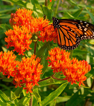 Butterfly Perennial Package