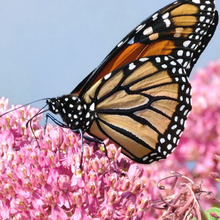 Load image into Gallery viewer, "Bring Back Butterflies" Collection