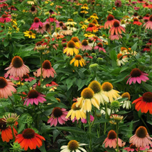 Load image into Gallery viewer, "Bring Back Butterflies" Collection