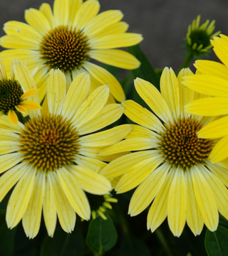 Echinacea 'Sombrero Summer Solstice