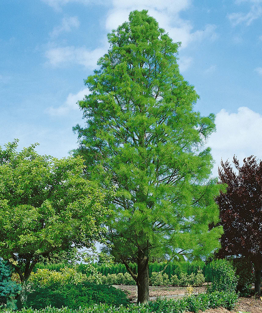 Taxodium d. Shawnee Brave Bald Cypress