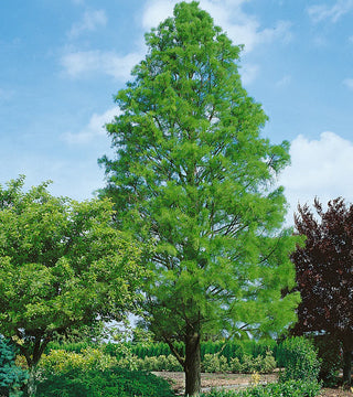 Taxodium d. Shawnee Brave Bald Cypress
