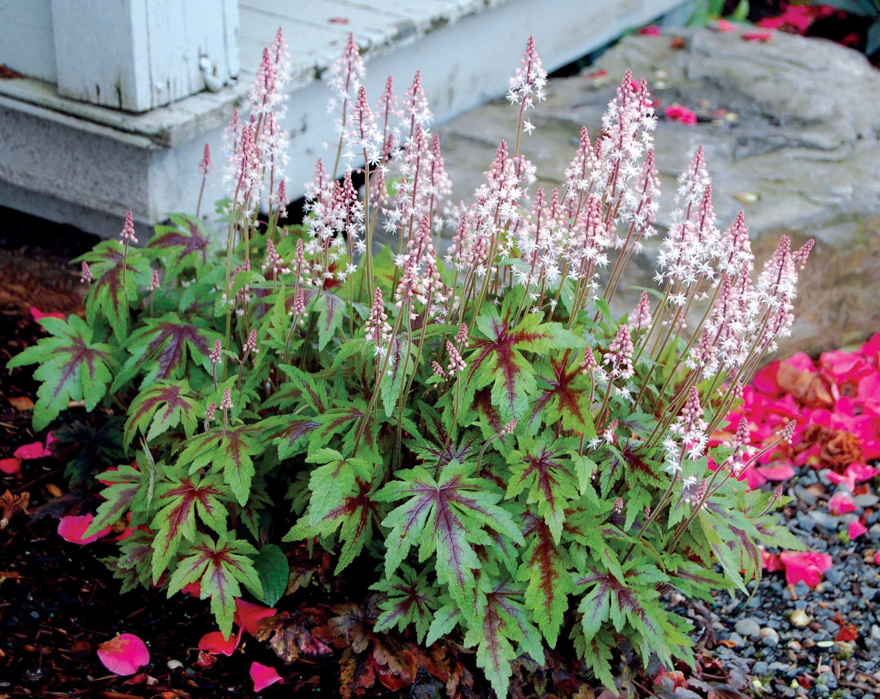 Tiarella 'Sugar & Spice'