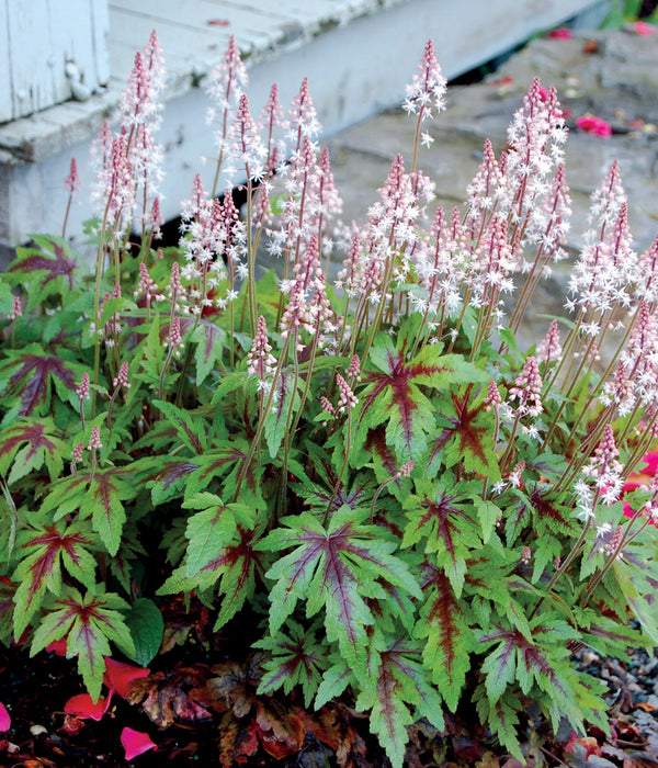 Tiarella 'Sugar & Spice'