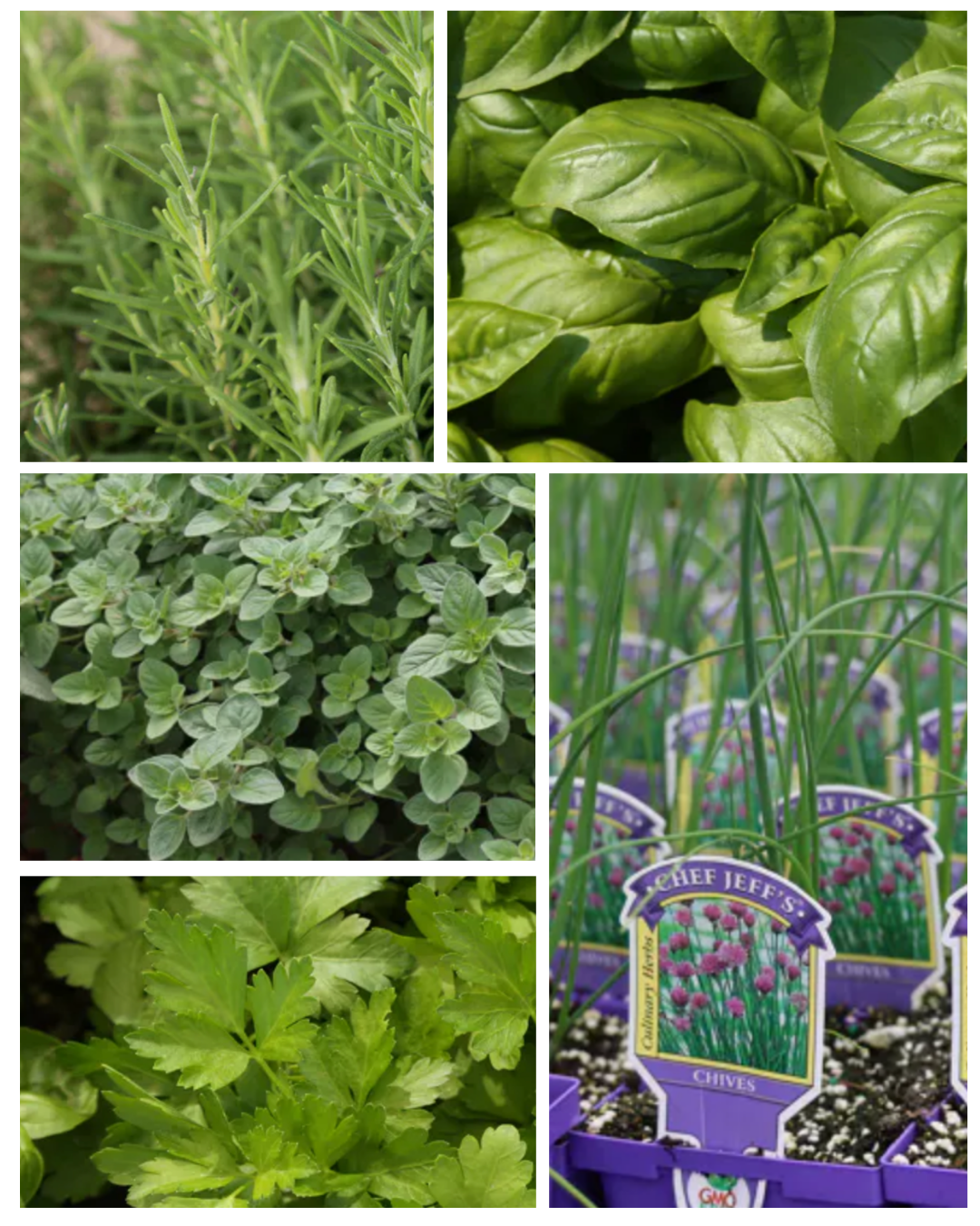 Kitchen Herb Garden Collection