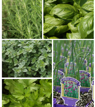 Kitchen Herb Garden Collection