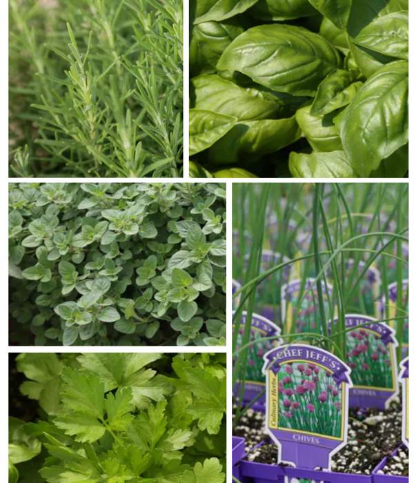 Kitchen Herb Garden Collection