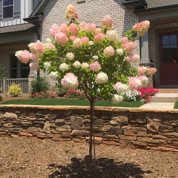 Hydrangea Pan Vanilla Strawberry Tree