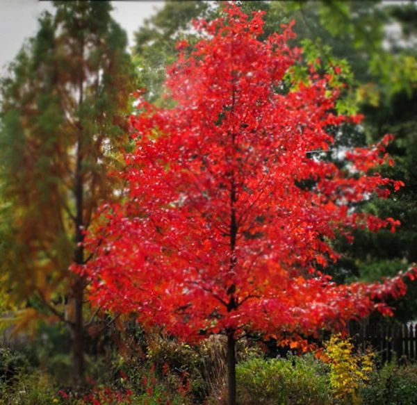 Wildfire Blackgum 15 gal pre-sale