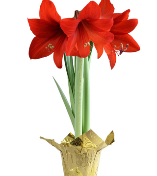 Red Amaryllis Bulbs-PRE-ORDER