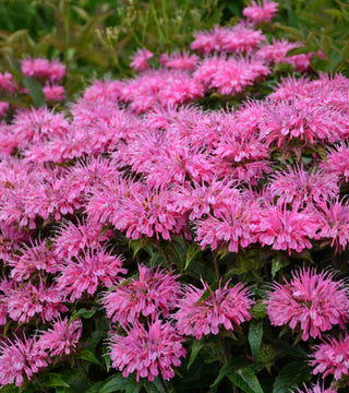 Monarda Bubblegum Blast