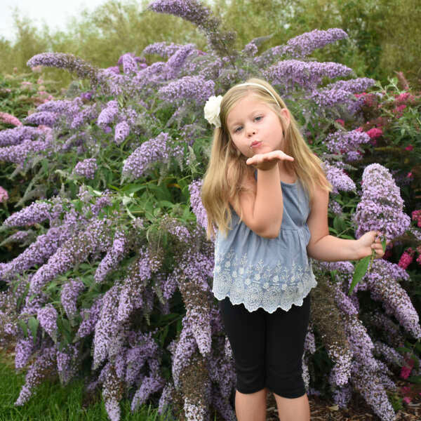 Buddleia Grand Cascade Butterly Bush