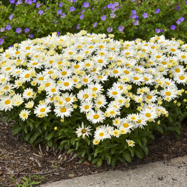 Leucanthemum Cream Puff