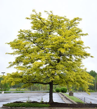 'Sunburst' Honeylocust 10 gal pre-order