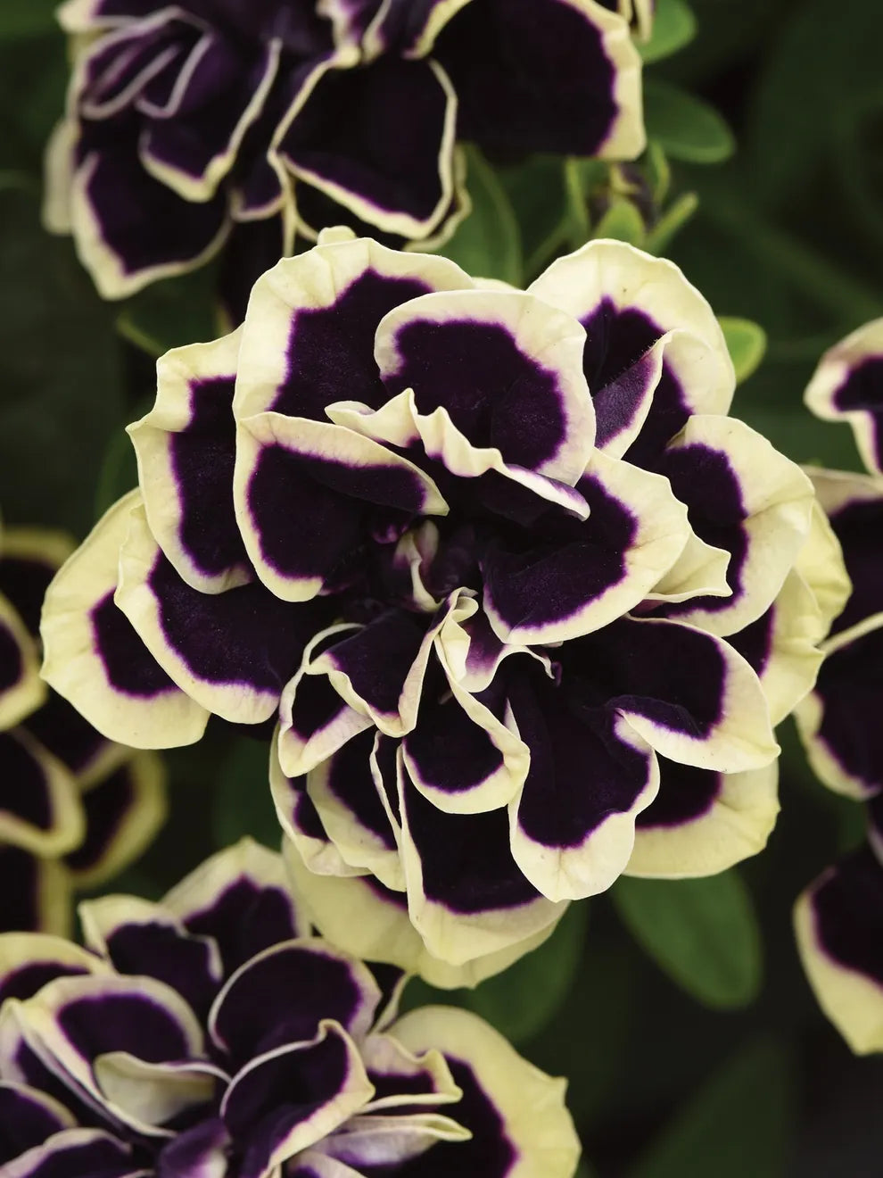Midnight Gold Petunia