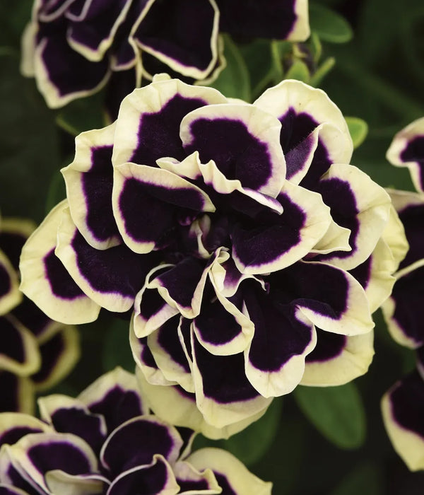 Midnight Gold Petunia