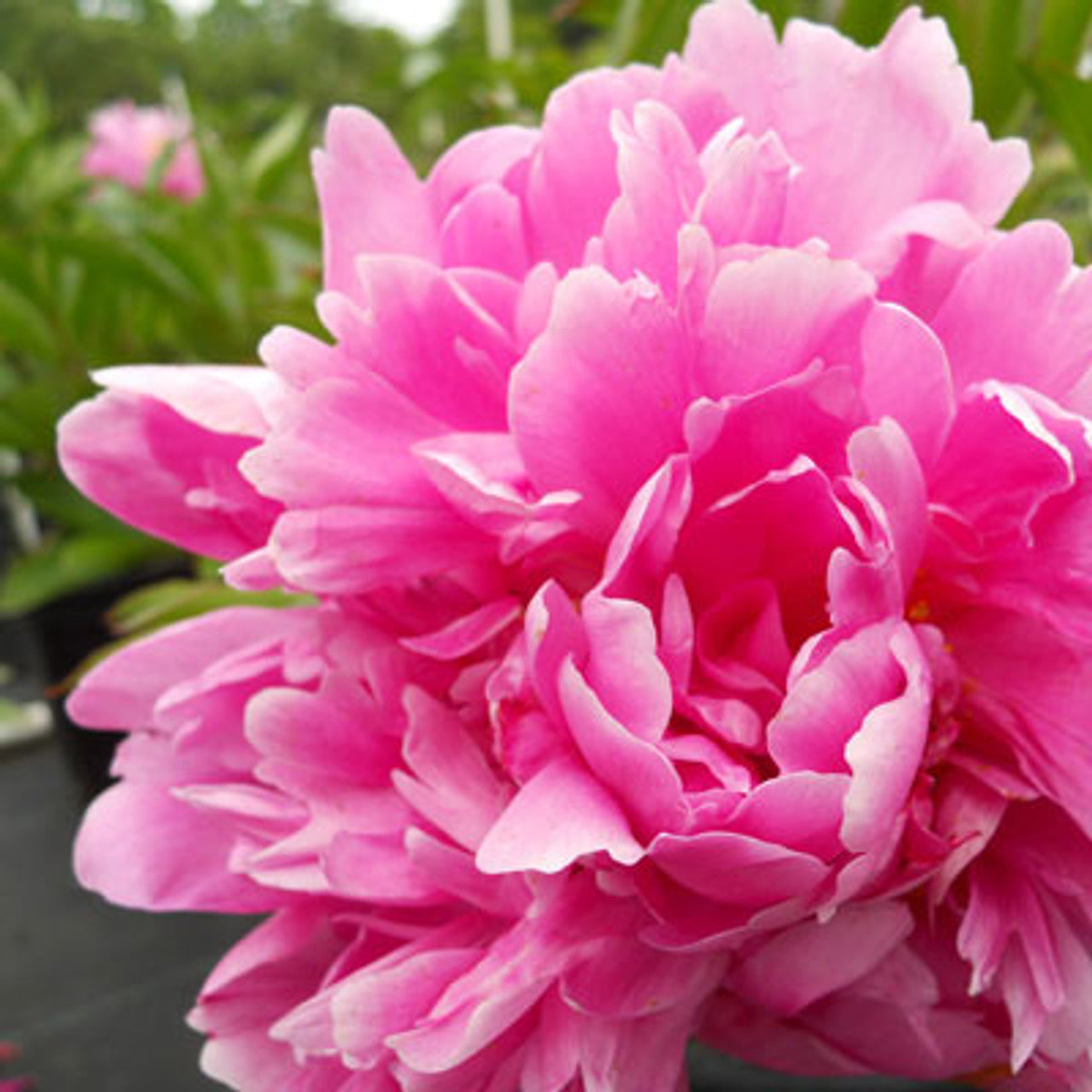 Peony 'Edulis Superba' – Rhoads Garden Center