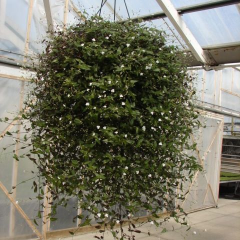 Bridal Veil Hanging Basket