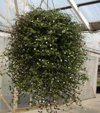 Bridal Veil Hanging Basket