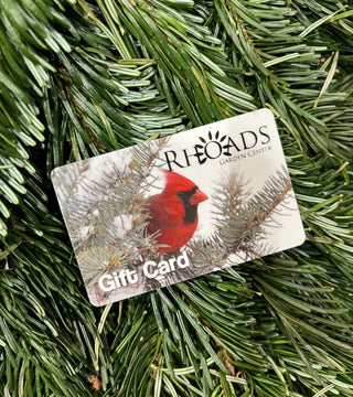 Green Friday $100 Gift card with $25 Bonus Card