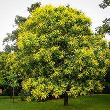 Load image into Gallery viewer, Goldenrain Tree 10 gal. Pre-Order