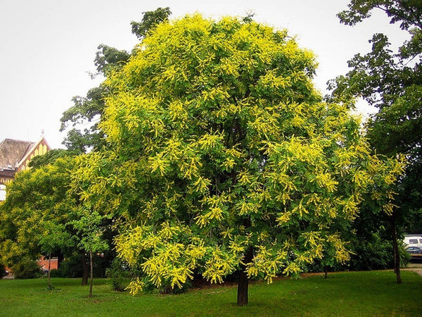 Goldenrain Tree 10 gal. Pre-Order