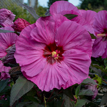 Load image into Gallery viewer, Hibiscus Berry Awesome