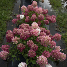 Load image into Gallery viewer, Hydrangea Fire Light Tidbit